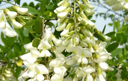 �����Ĺ�Ч������ ���Ի��ⷳ����ŭ������