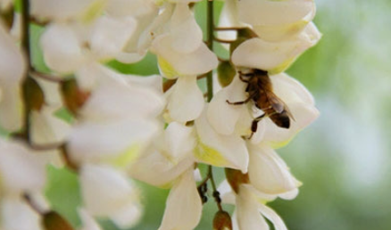 �����Ĺ�Ч������ ���Ի��ⷳ����ŭ������