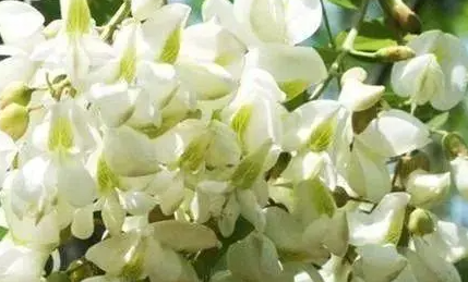 �����Ĺ�Ч������ ���Ի��ⷳ����ŭ������