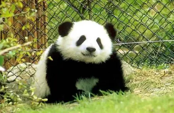 ������è����