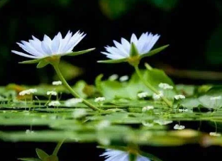 �ڰ�˳����ʲô��˼ ƴ���ͳ���