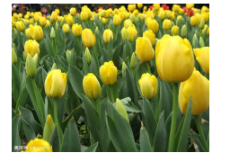 郁金香泡沫是什么 郁金香泡沫的背景知识