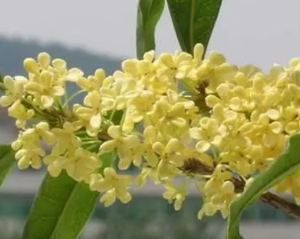桂花的功效和作用 观赏价值