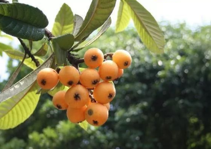 ���ù���ҩ�ü�ֵ�빦Ч���� ���˹���Ӫ����ֵ