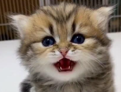 �������׿ɰ�����