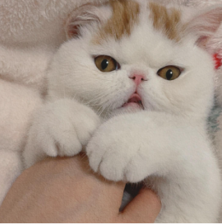 �������׿ɰ�����