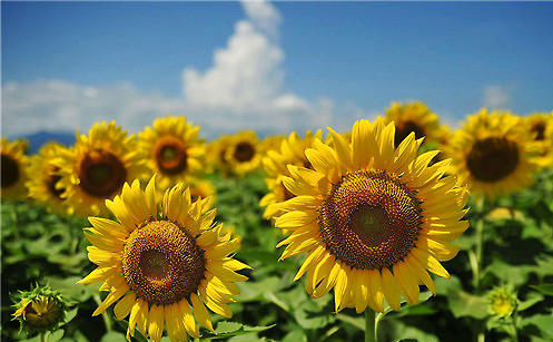 ���տ��Ļ����Ԣ�� ���տ��ʺ���ʲô��