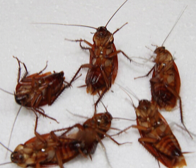 ��������� ���������Ч�ľ��ַ���