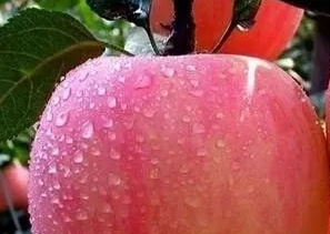 ��ˮ��Ԣ�� ˮ����ͳ�Ĺ���