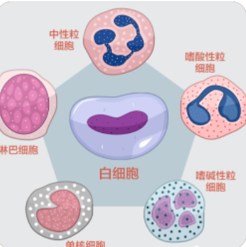 白细胞偏低是什么原因 外界刺激所导致