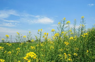 ������д�����ʫ�� ʫ���������������