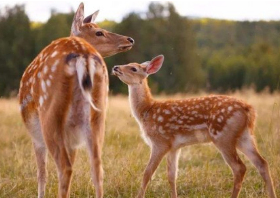 ÷��¹��Ԣ���������ʲô �Ǽ���Ļ���