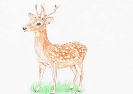 ÷��¹��Ԣ���������ʲô �Ǽ���Ļ���