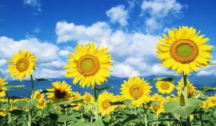 ���������տ��Ļ��� ���տ��ļ�鼰�ص�