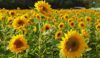 ���������տ��Ļ��� ���տ��ļ�鼰�ص�