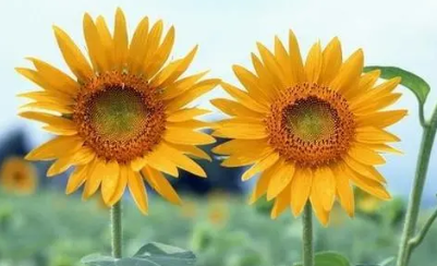 ���������տ��Ļ��� ���տ��ļ�鼰�ص�