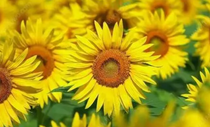 ���������տ��Ļ��� ���տ��ļ�鼰�ص�