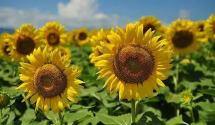 ���������տ��Ļ��� ���տ��ļ�鼰�ص�