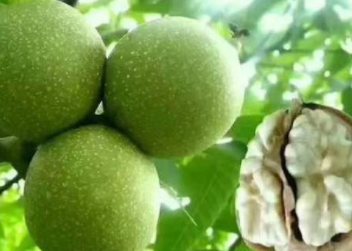 ��Ƥ���ҵĹ�Ч������