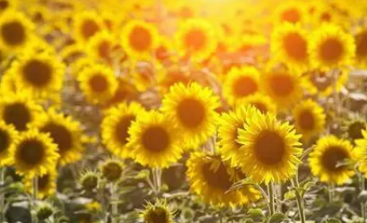 ���������տ��Ļ��� ���տ��ļ�鼰�ص�