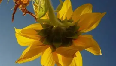 ����ǫ��Ļ� ǫ����һ���ǻ�