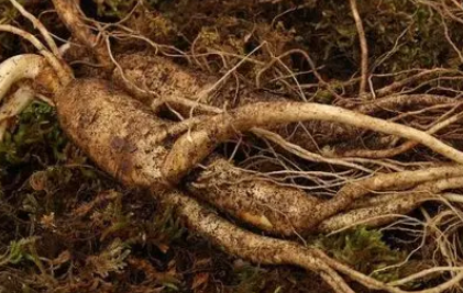 �˲εĹ�Ч�������Լ��Է� 5�������˲ε�ʳ��ƫ��