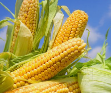 ���׵Ĺ�Ч��������ʲô ���׵�Ӫ����ֵ