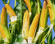 ���׵Ĺ�Ч��������ʲô ���׵�Ӫ����ֵ