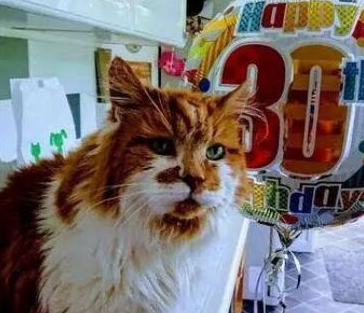 ��������������è ���Ѿ�����34��