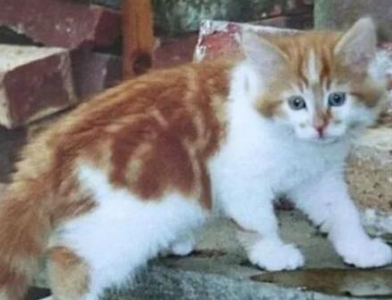 ��������������è ���Ѿ�����34��