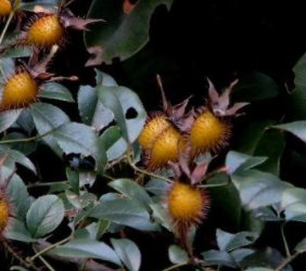 ��ӣ�ӵĹ�Ч�����õĹ��������� ��θ�������Ĺ�Ч