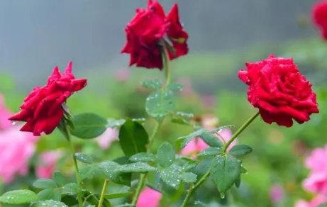 õ�廨���ȫ ��ͬ��ɫ���Ų�ͬ�Ļ���