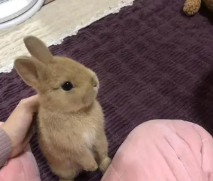 男朋友为什么老是爱吸小兔子 喜欢亲我的小兔兔说明什么