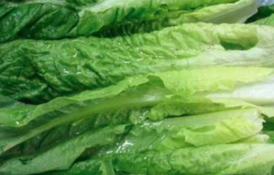 ݫ��Ҷ�ĸ�����Σ�� ��ݫ��Ҷ��ʲô�ô�