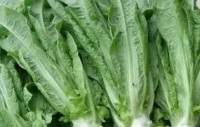 ݫ��Ҷ�ĸ�����Σ�� ��ݫ��Ҷ��ʲô�ô�