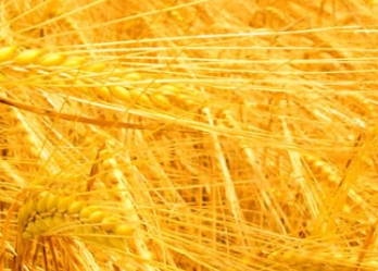 ��ɫ��Ԣ���������ʲô ��ɫ�����ŲƸ���Ȩ��