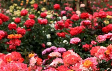 �������л��Ĵ��� ���������Լ����л�