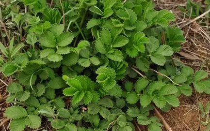 �ɺײݵĹ�Ч����������Щ ������������������ֹѪ