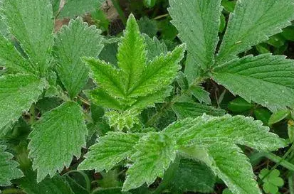 �ɺײݵĹ�Ч����������Щ ������������������ֹѪ