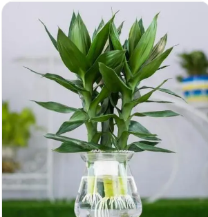 富贵竹怎么水养才旺盛 最好使用经过晾晒之后的水