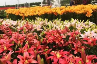 �������л��Ĵ��� ���������Լ����л�