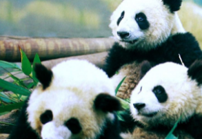 ��������è������ ����è��Ϣ����