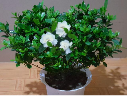 ���ӻ�����ֳ������ע������