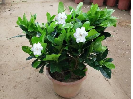 ���ӻ�����ֳ������ע������