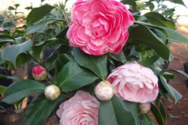 �����л���ʲô ����������ʲô��