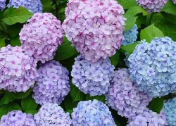 ��ˮ��ʮ�󲻼����� ���򻨻��ɷ���������