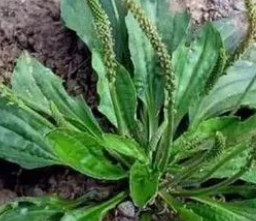 ��ǰ�ݵĹ�Ч����������ʹ��