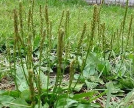 ��ǰ�ݵĹ�Ч����������ʹ��