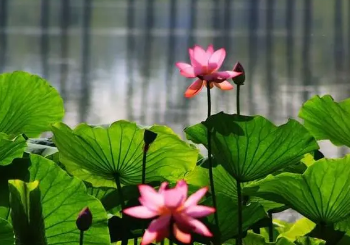 ���������ʫ��