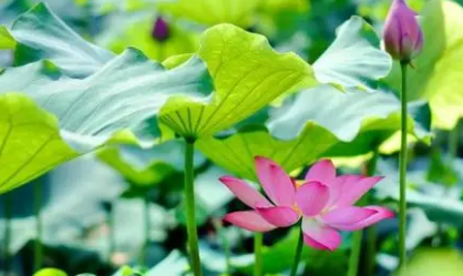 ���������ʫ��